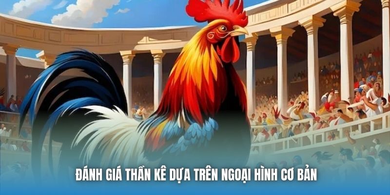 Đánh giá thần kê dựa trên ngoại hình cơ bản