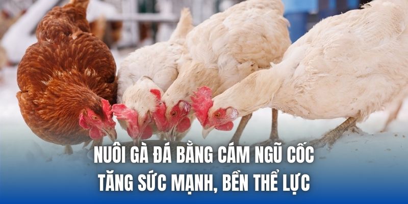 Nuôi Gà Đá Bằng Cám Ngũ Cốc - Tăng Sức Mạnh, Bền Thể Lực