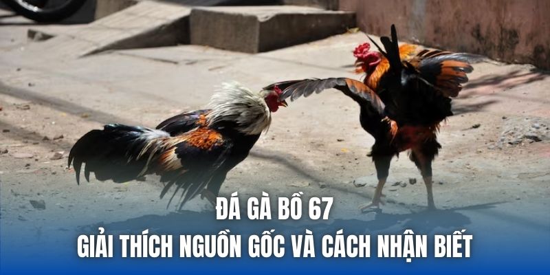 Đá Gà Bồ 67 | Giải Thích Nguồn Gốc Và Cách Nhận Biết
