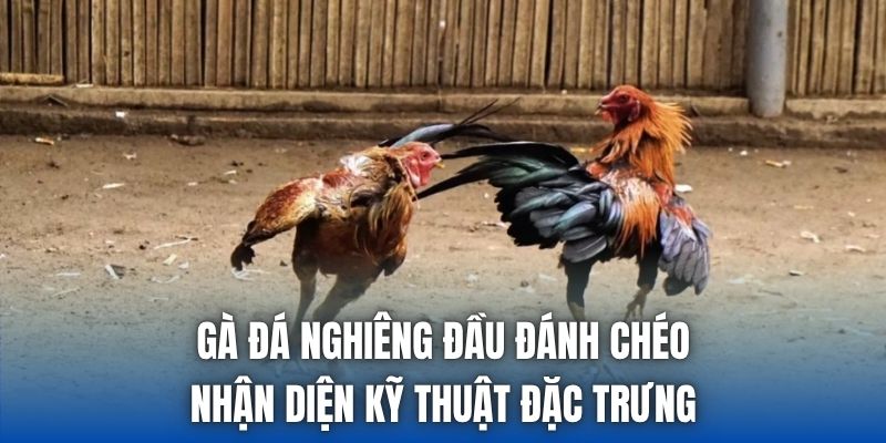 Gà Đá Nghiêng Đầu Đánh Chéo - Nhận Diện Kỹ Thuật Đặc Trưng