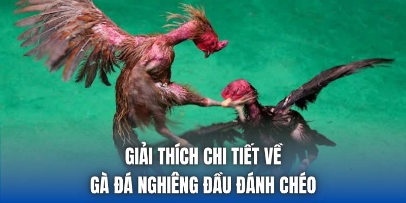 Giải thích chi tiết về gà đá nghiêng đầu đánh chéo
