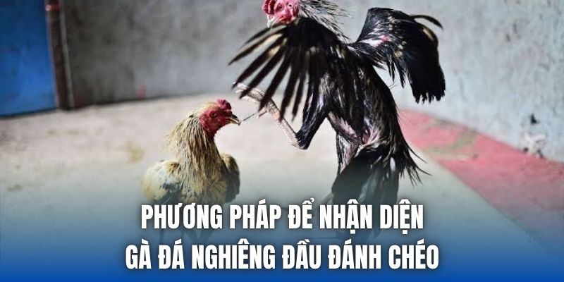 Phương pháp để nhận diện gà đá nghiêng đầu đánh chéo