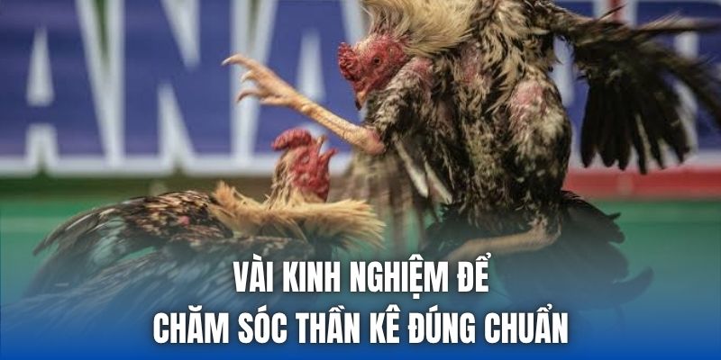 Vài kinh nghiệm để chăm sóc thần kê đúng chuẩn